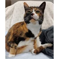 Photo of 11112   Harley