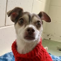 Photo of Trix