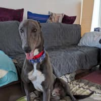 Photo of Romeo, The Greyhound