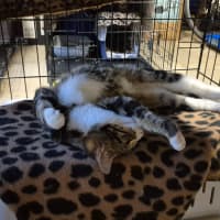 Photo of Lumey   Located In Templestowe