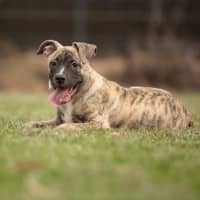 Photo of Tugzy (Previously Hendrix)