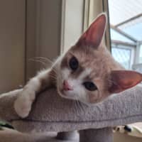 Photo of Daphne