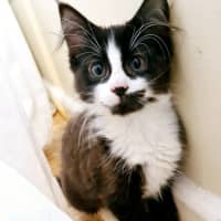 Photo of Mina