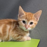 Photo of Theodore