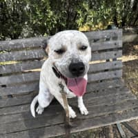 Photo of Billie (68128)