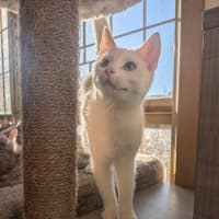 Photo of Pretzel