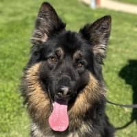 Photo of Rex