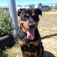 Photo of Tilly (67871)