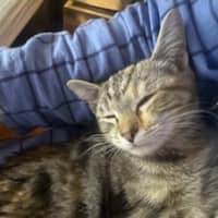 Photo of Hankine