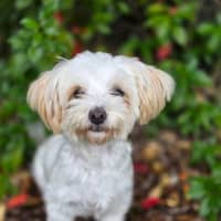 Photo of Daisy