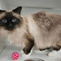 Photo of Romeo