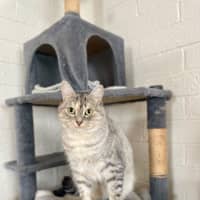 Photo of Bunyip   The Rogue Of The Rescue World! 🐾💥