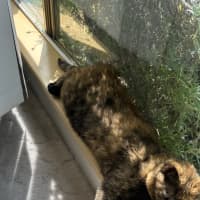Photo of Misty