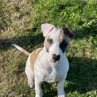 Photo of Oliver