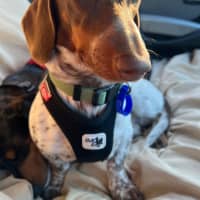 Photo of Charlie   8 Month Old Dachshund