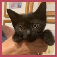Photo of Piper