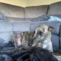 Photo of Roxy