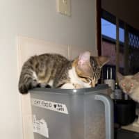 Photo of Dennis (The Menace)