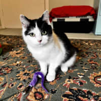 Photo of Ayla * 9 Lives Project Rescue*