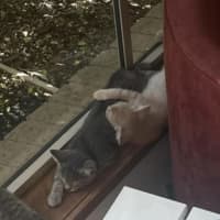 Photo of Pumpkin & Malcolm