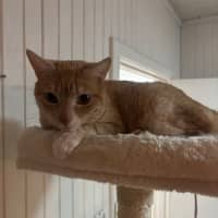 Photo of Bella Meet Me@Petstock Mornington Store Nepean Hwy