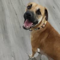 Photo of Mowgli