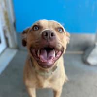 Photo of Willow