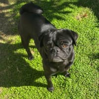 Photo of Dottie 🌸