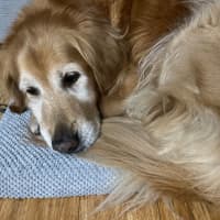 Photo of Daisy And Tonka