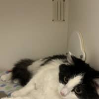 Photo of Willow