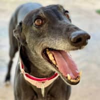 Photo of Jadzia The Greyhound