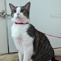 Photo of Melon