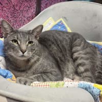 Photo of Bandit