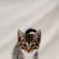 Photo of Sully