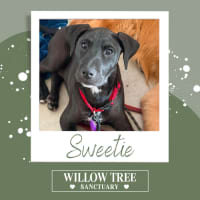 Photo of Sweetie