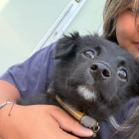 Photo of Rascal
