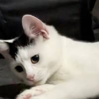 Photo of Diva