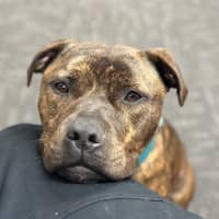 Photo of Ralphy Aka Wreck It Ralph