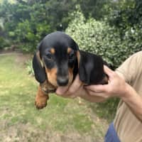 Photo of Luna's Puppies Just Released