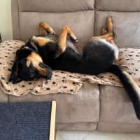 Photo of Maggie   2 Year Old Shepherd X Rottweiler (Trial)