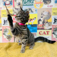 Photo of Meringue   Located In Preston 