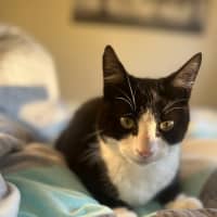 Photo of Felix   Tuxedo