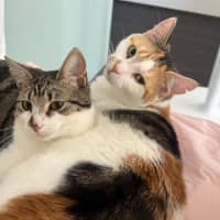 Photo of Brussels And Sprout