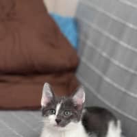 Photo of Murray