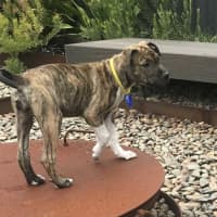 Photo of Brooke   14 Week Old Ridgeback X 