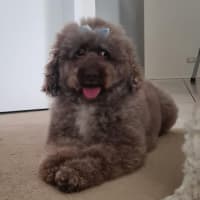 Photo of Harry Valenti