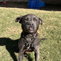 Photo of Rosie