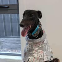 Photo of Basil The Greyhound