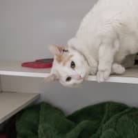 Photo of Bronson