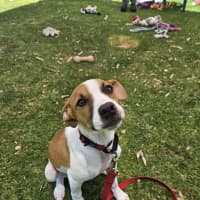 Photo of Lebron (Fizzler)